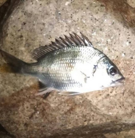 ホームでショート調査