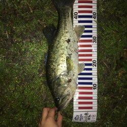 ナイトゲームで50up