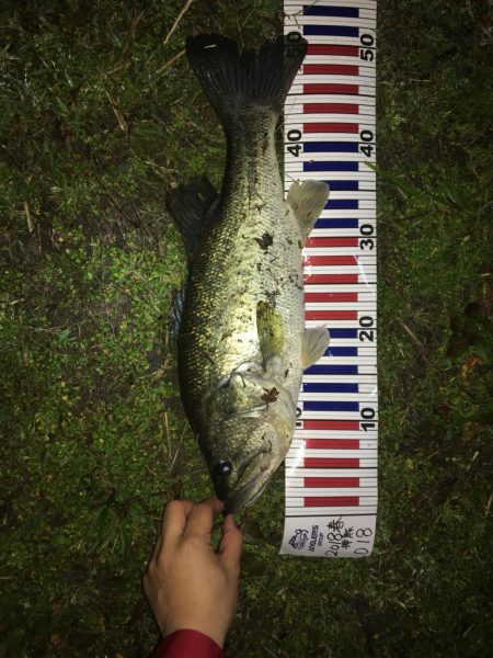 ナイトゲームで50up