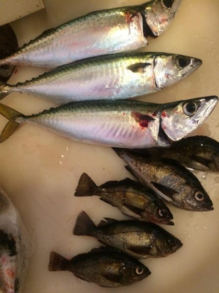 岡山遠征アジング第一ラウンド