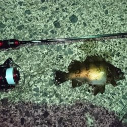 メバルとヤリイカ