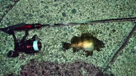 メバルとヤリイカ