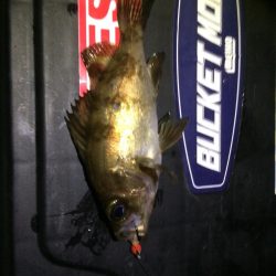 灘浜メバリング