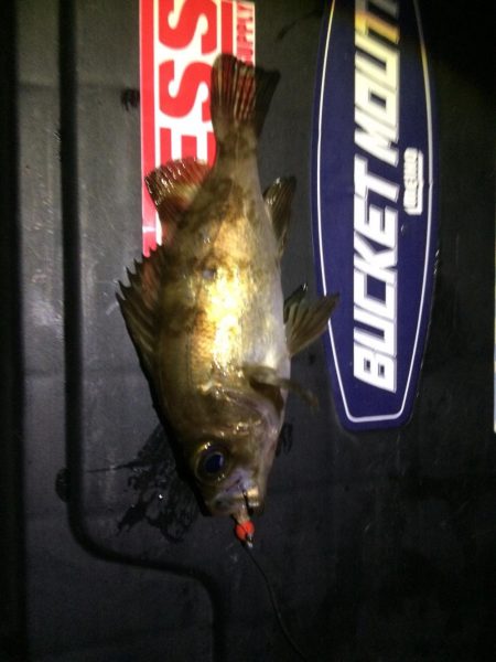 灘浜メバリング