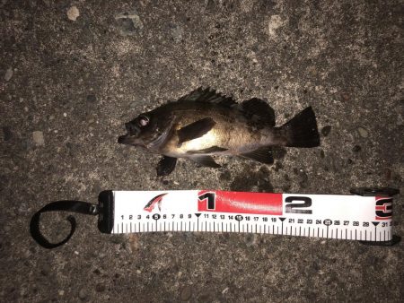 良型メバル連発