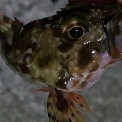 フロート何もこず