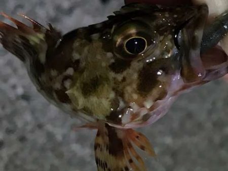 フロート何もこず