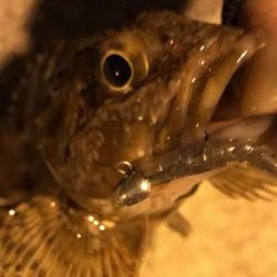 沖のデカメバルには会えず・・・