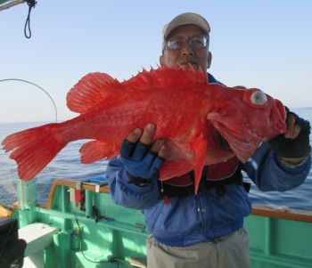 土佐安芸のハマちゃん　