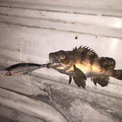 プラッキングの時期？