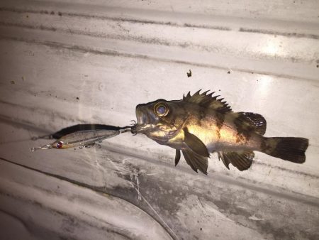 プラッキングの時期？