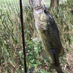 サイトフィッシング