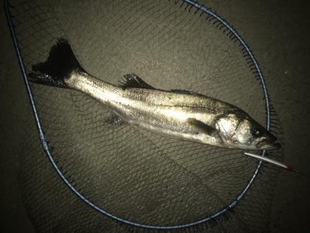 バチシーバス！