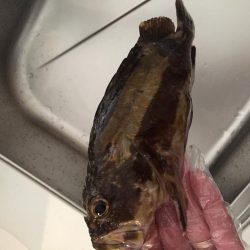 爆風ライトゲーム