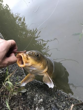 アジングロッドでカープ