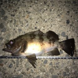 メバルを釣りに