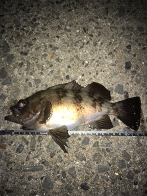 メバルを釣りに