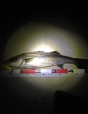 ナイスファイト！