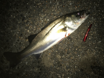 ドブ川バチシーバス！