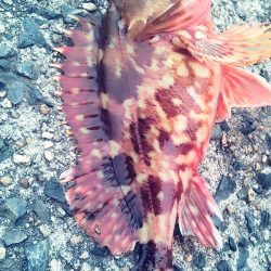 メバルは･・？