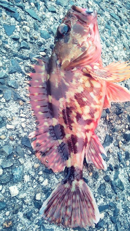 メバルは･・？