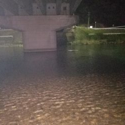 シーバスゲーム