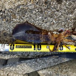 エイプリルフール(笑)