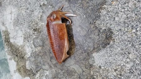 コウイカ釣りも楽しい