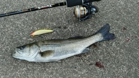 今春初のシーバス