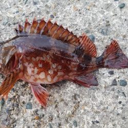 今日はイマイチ