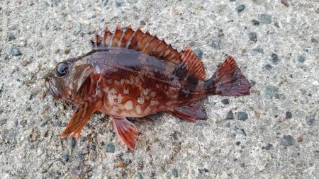 今日はイマイチ