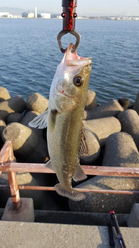 初シーバスGET!!