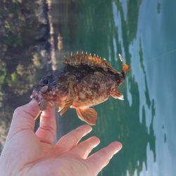 今年初出船釣行