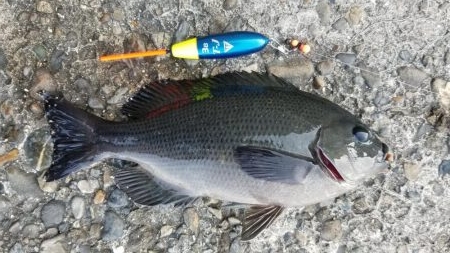 お昼から夕方まで！