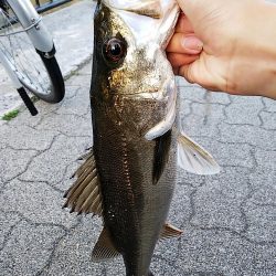 バチが抜けだした?