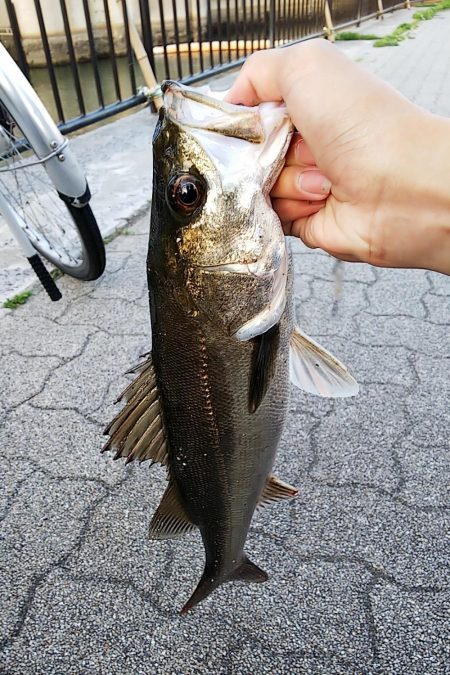 バチが抜けだした？