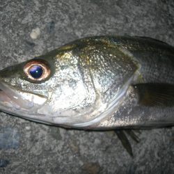 中層のルアーを抑え込むようなバイトをみせたシーバス