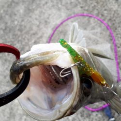 久々のシーバス