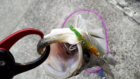 久々のシーバス