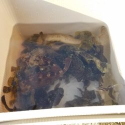 久しぶりに大量♪