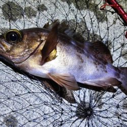 大井川港ではカマス、焼津港ではメバルなど