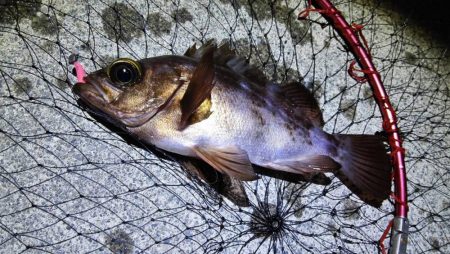 大井川港ではカマス、焼津港ではメバルなど