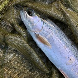 千早川マス釣場 嵐でも好調