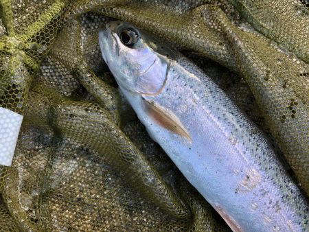 千早川マス釣場 嵐でも好調