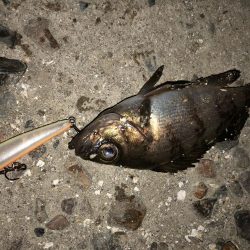 こりゃまた炉利やな。