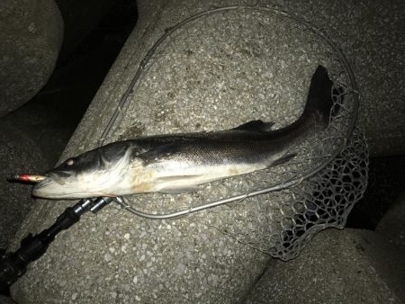 久しぶりのスズキサイズ