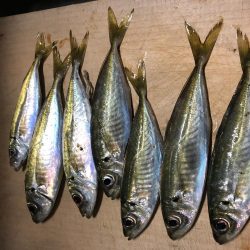 アジ釣り②あたりはあるが、、、。