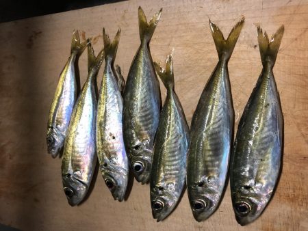 アジ釣り②あたりはあるが、、、。