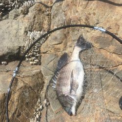 福村磯 中黒で乗っ込みチヌ