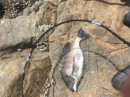 福村磯 中黒で乗っ込みチヌ